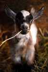 Goats에 관한 18개의 최상의 Pinterest 이미지 | 염소, 농장 동물 및 웃긴 동물 Goats