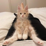 PETS, Cats, Dogs에 있는 TOMORO님의 핀