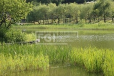 도시 숲 나무와 연못, 그리고 수초들  Yanggiri, 사진, 힐링, 공간, 도심, 공원, 쉼터, 변신, 자치단체, 조성, 활용, 숲, 나무, 잔디, 문화... 