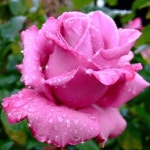 Pin by 성실공인중개사사무소 on flowers
