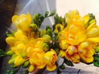 프리지아에 있는 진실님의 핀 | 아름다운 꽃 사진, 노란 꽃, 꽃