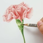 테이/보태니컬아트 작가 on Instagram: Botanicalart_Student work IKBA 협회 교재에 수록된 카네이션의 모작을 마무리해주고 계시는 애지님... 
