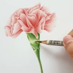 Pin page 테이/보태니컬아트 작가🐥 on Instagram: Botanicalart_Student... 남은 한 송… - 2024 | 꽃그림, 꽃 세밀화, 색연필 그림