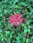 The Damyang House: 상사화 (Magic Lily) Season