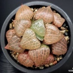 수정콤프토니아(대묘) 57-66(Haworthia obtusa suishiyou) - 하월시아(Haworthia)