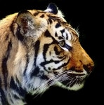 Pin by 수현 김 on tiger tales | Big cats art, Photo to cartoon, Big cats