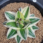 아가베 핑키(Agave spp) - 선인장(Cactus)