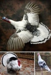 turkeys에 관한 9개의 최상의 Pinterest 이미지 | 농장, 농장 동물 및 닭 기르기 turkeys