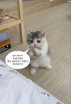 꼭 짱이 돼야지 ㅋㅋ - 2022 | 귀여운 아기 고양이, 재미있는 고양이 사진, 귀여운 고양이 in 2022 | Funny wallpaper, Animals, Cute... 