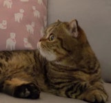 Lulu 루루 옆모습