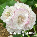 제라늄. 비바캐롤라이나(Pelargonium(Geranium)) - 관엽식물(Foliage)