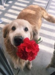 Dogs에 관한 177개의 최상의 Pinterest 이미지 | 강아지, 개와 고양이 및 동물과 애완동물 Dogs