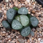 (긴급자금마련초특가할인)백묘만상(소묘) 105-111(Haworthia maughanii) - 하월시아(Haworthia)