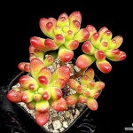 루비틴트 11-40(Sedum Ruby tint) - 다육식물(Succulent)
