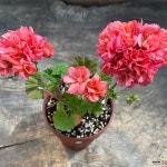 한국제라늄 송살구(Pelargonium(Geranium)) - 관엽식물(Foliage)