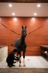 Gallery - Sweetgrass Equestrian Inc. #equestrianfashion | 승마