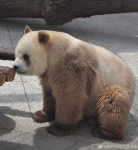 Pin page PANDA에 있는 七味님의 핀 | 판다