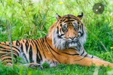 호랑이의 밝은 주황색 털은 뛰어난 위장술 호랑이의 밝은 주황색 털은 뛰어난 위장술 | Tiger wallpaper, Tiger pictures, Tiger images
