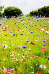 front yard에 관한 26개의 최상의 Pinterest 이미지 | 꽃 정원, 야생 꽃 및 공예 front yard