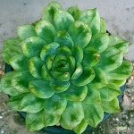 튼튼묵둥이입니다 금끼좋아요 0699 산아래다육이(variegated)... 금끼좋아요  0699 산아래다육이(variegated) - 다육금(Variegated) | 식물