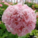 아랑별비제라늄(Pelargonium(Geranium)) - 관엽식물(Foliage)