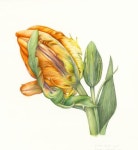 http://www.soc-botanical-artists.org/artist/fiona-wheeler/ | 색연필 그림, 식물 그림, 그림 