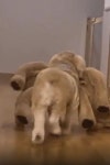 자기 몸보다 큰인형 계속 물고다니는 멍뭉이.gif.