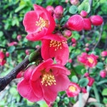 #japanesequince #redflowers #산당화 #명자나무 #봄꽃 #springflower #imagineyourkorea #iseoulu #ig_korea #photogsinkorea #ig... 