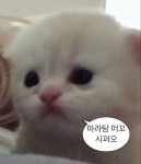 마라탕 사죠 in 2022 | Cute baby cats, Baby cats, Pretty cats