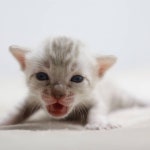 벵갈 #뱅갈캣 #스노우뱅갈고양이 #캣 #캣스타그램 #실버뱅갈고양이 #고양이분양 #뱅갈고양이캐터리 #미파캐터리 #뱅갈고양이분양…”