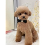 #푸들 #푸들미용 #애견미용 #애견미용사 #groomer #grooming #애견미용실 #오픈형애견미용실...