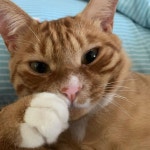 @kori_ari_ - Instagram:「니아아아아옹 내솜뭉치다옹🐾 #왕발 #털찜 #귀여운척 #사지말고입양하세요 #고양이는사랑입니다 #집사 #고양이... 