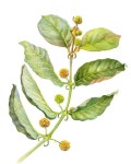 Instagram의 Botanical Art Community님: “Art by @jrdgkids Gallery curated by @k.petrowskaia You can request a PAID REPOST... 