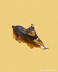 Studio dive pet: 귀여운 강아지
