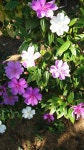 TJ님의 flower