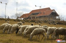 나날이 변모되고있는 세포지구 축산기지 - Sepho Area Livestock Farming Base  in DPRK - in 2020