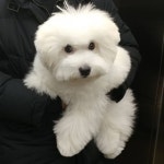 7kg😱#11키로꼬똥도있다는 놀라운사실 #한국꼬똥켄넬 #꼬똥드툴레아 #cotondetulear #puppy #꼬똥지디 #애완견미용 #꼬똥미용 #펫테라피... 