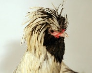 Pin de Pinner em 닭 | Galo, Pato