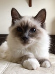 My CATs에 있는 Joke Grau님의 핀
