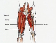 대퇴사두근(대퇴직근,외측광근,내측광근,중간광근)-슬관절 신전