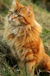 Cats에 관한 366개의 최상의 Pinterest 이미지 | 새끼 고양이, Cute kittens 및 Crazy cat lady Cats