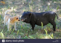 baby pig에 대한 이미지 검색결과 | 동물