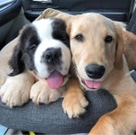 Pin by 선현 김 on Luv Luvs-My Babies | Dog rates, Tired puppy, Dog modeling