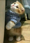 ❣ Kitty Kitty ❣에 관한 182개의 최상의 Pinterest 이미지 | 새끼 고양이, Crazy cat lady 및 Cute kittens ❣ Kitty Kitty ❣