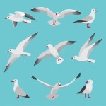 Pin by 재원 장 on 바다그리기 . | Seagull illustration, Cartoon styles, Illustration