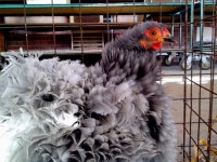 chicken_3912  #조리법 #food #recipes   South Korea Recipes  For Information Access our Site   #coreareceitas #travelkorea