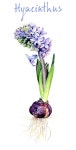 botanical paintings of hyacint에 대한 이미지 검색결과(이미지 포함) | 식물 세밀화, 그림