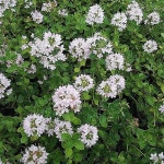 섬백리향 20개 8cm포트 - 야생화(Wild Flower)