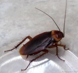 Pin by 광철 송 on 빠른 저장 | Animals, Insects