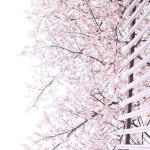 -  올해, 다시 찾은 니모습 더 이쁘다 . 어서 퇴근시간만 오길 기다리며.. 급 한가모드에 뭘해야할지 멍때리고 있네요 . . #삼청동#커피방앗간... 